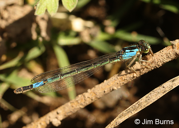 Painted Damsel mature female with small bug, Cochise Co., AZ, May 2015