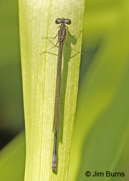 Pale Bluet immature male, Horry Co., SC, May 2014