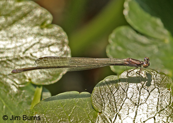 Pale Bluet immature female, Horry Co., SC, May 2014