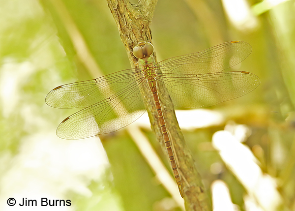 Pale-green Darner female dorsal view, Cameron Co., TX, October 2014