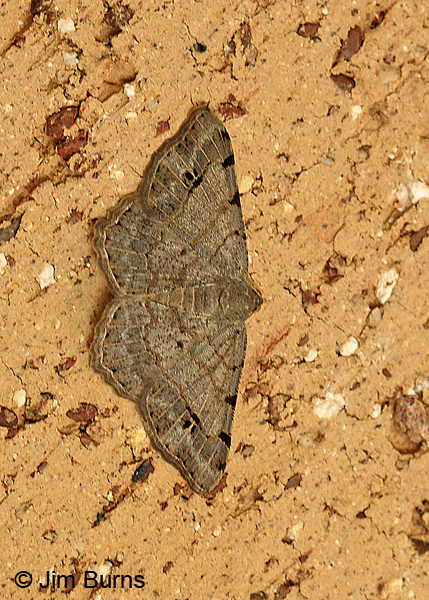 Pale-veined Isturgia Moth, Texas