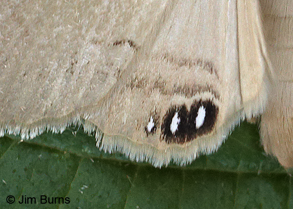 Palm Flower Moth hindwing detail, Arizona