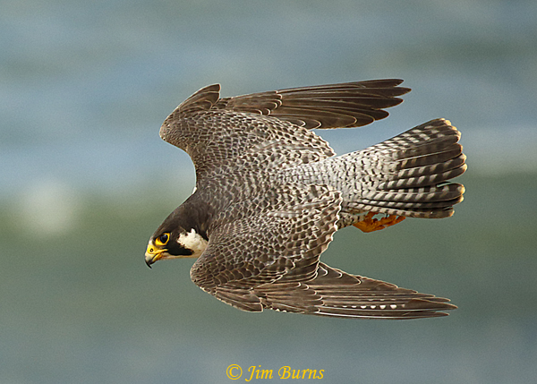 Peregrine Falcon female in flight close-up--4848