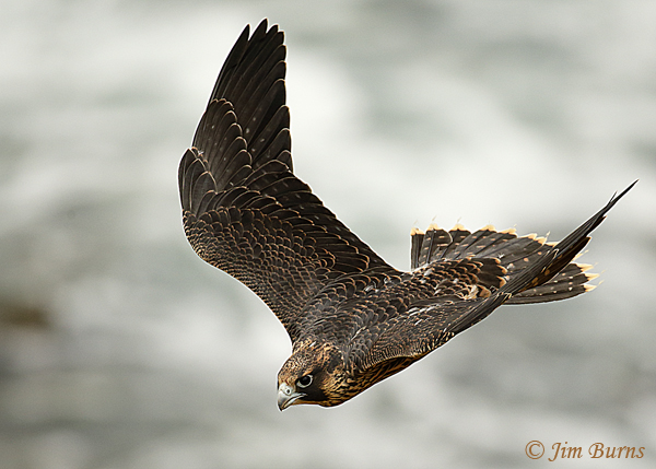 Peregrine Falcon fledgling second day of flight #2--5063