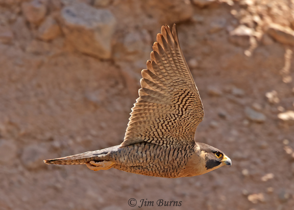 Peregrine Falcon in flight ventral wing--2493