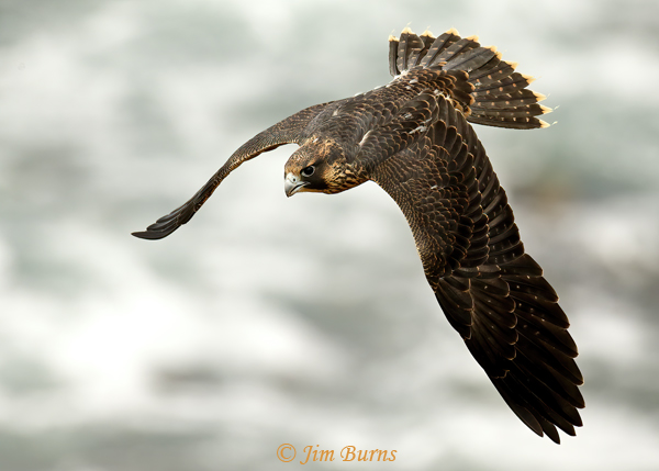 Peregrine Falcon fledgling second day of flight--5062