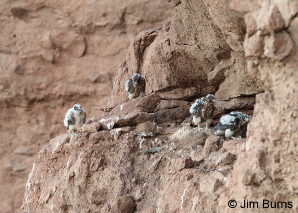 Peregrine Falcon aerie with four chicks