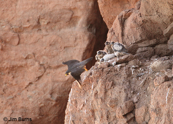 Peregrine Falcon female and young at aerie