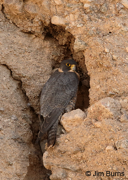 Peregrine Falcon female daytime roost