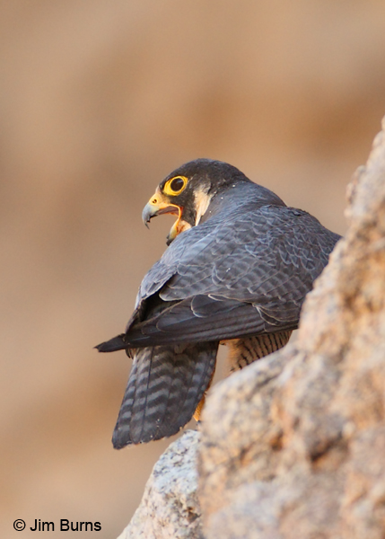 Peregrine Falcon female showing tomial tooth and blood on beaki