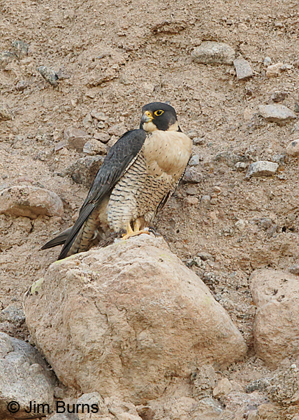 Peregrine Falcon female with full crop vertical