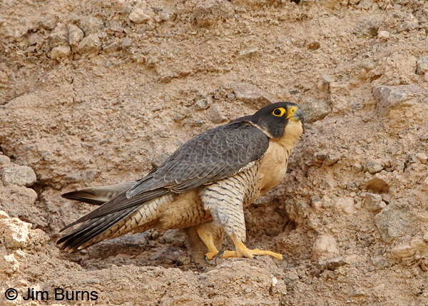 Peregrine Falcon female with full crop