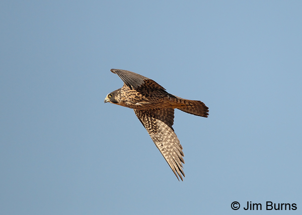 Peregrine Falcon juvenile in flight