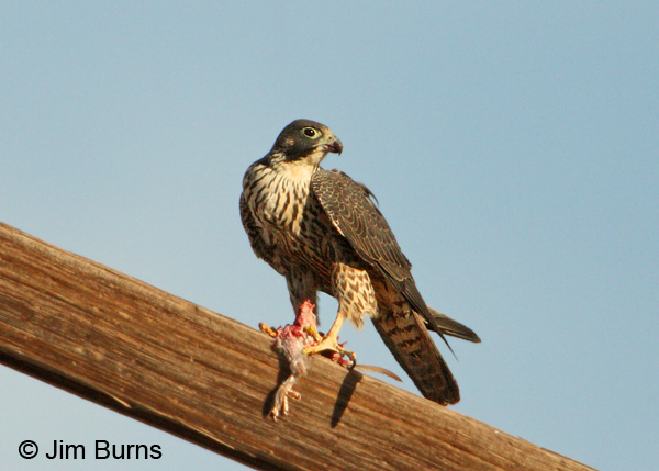 Peregrine Falcon juvenile with Mourning Dove