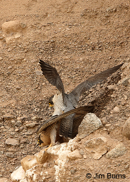 Peregrine Falcon pair copulating #2