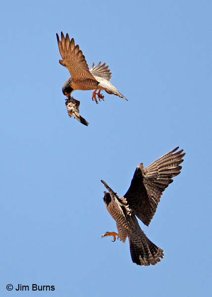 Peregrine Falcon prey exchange, Mourning Dove