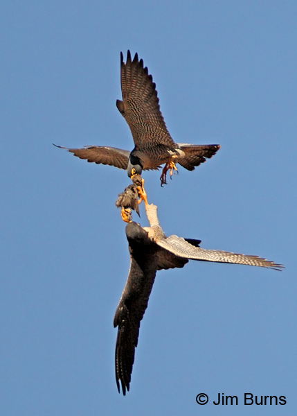 Peregrine Falcon prey exchange, woodpecker #2