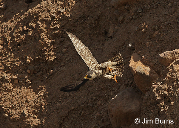 Peregrine Falcon yearling male in flight