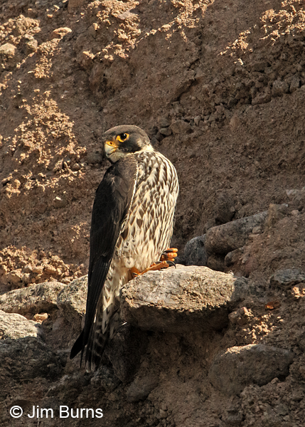 Peregrine Falcon yearling male ventral view