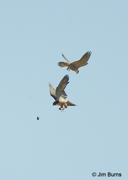 Peregrines at play with captured prey