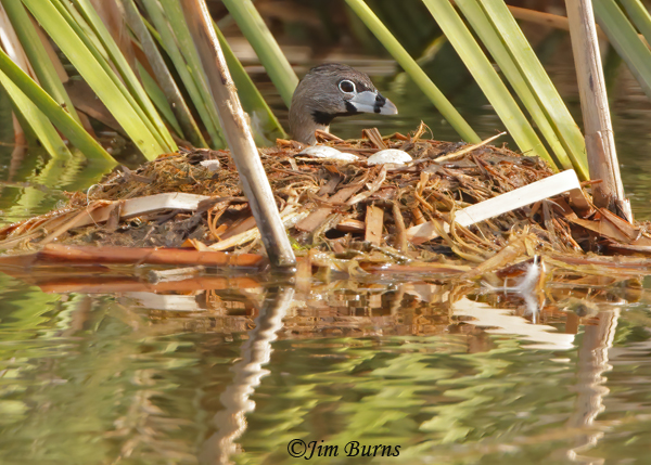 Pied-billed Grebe nest sequence, three eggs--5605