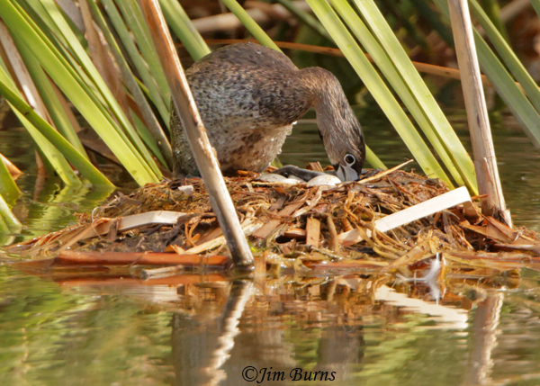Pied-billed Grebe nest sequence,  tending the nest--5611