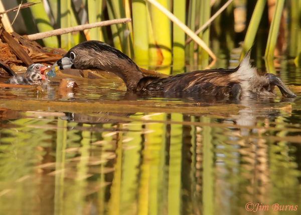 Pied-billed Grebe nest sequence, feeding two day old hatchling its first vegetables--6255