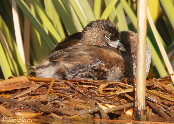 Pied-billed Grebe nest sequence, family portrait--6271--2