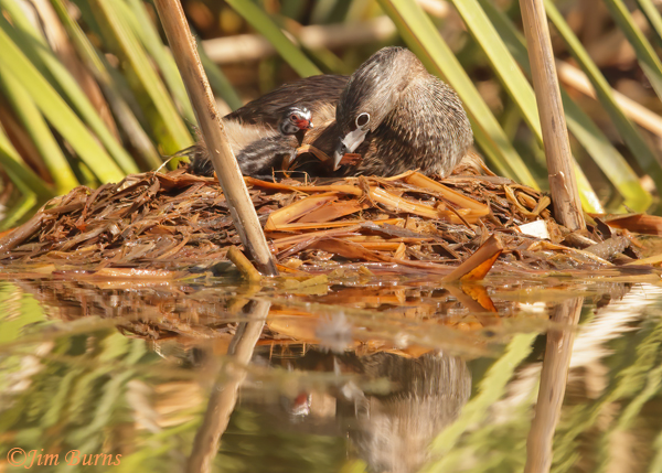 Pied-billed Grebe nest sequence, housekeeping--6340