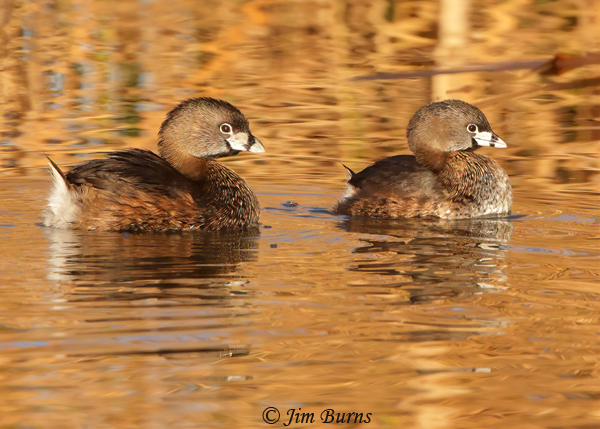 Pied-billed Grebe pair, larger male on left--9920