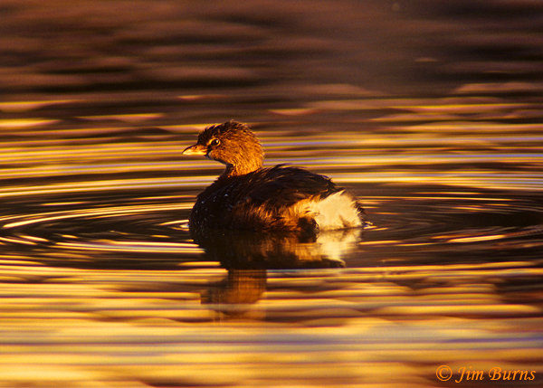 Pied-billed Grebe at sunset