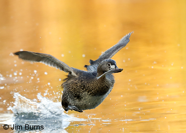 Pied-billed Grebe patter-flight with Sunfish