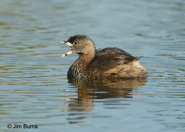 Pied-billed Grebe gaping