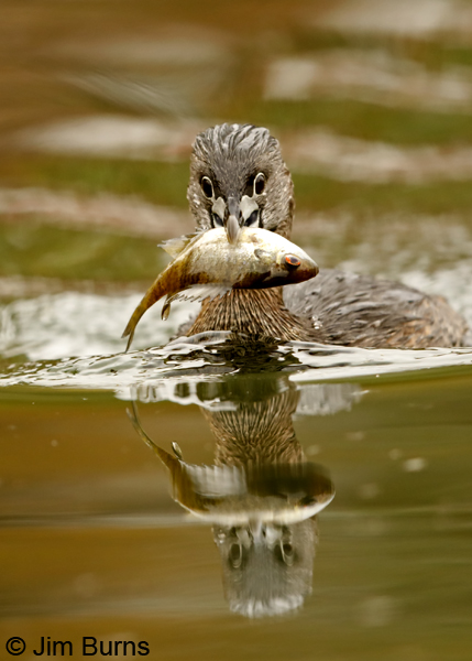 Pied-billed Grebe incoming with Sunfish