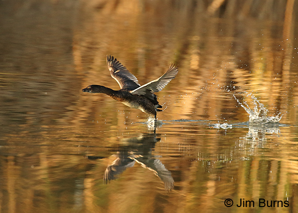 Pied-billed Grebe patter-flying