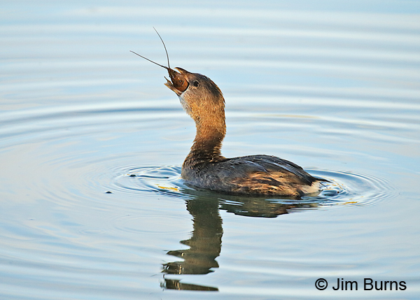 Pied-billed Grebe swallowing Crayfish