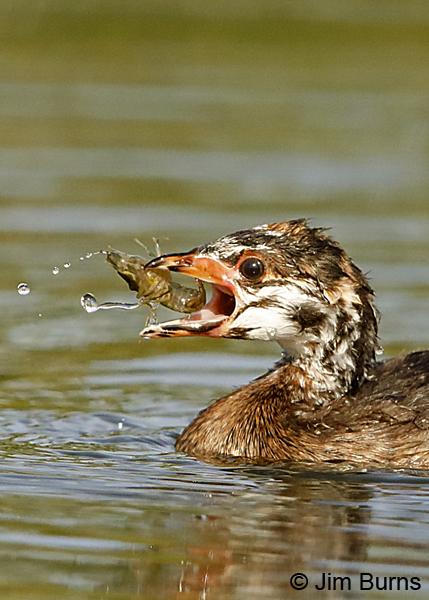 Pied-billed Grebe juvenile with Crayfish vertical 8308