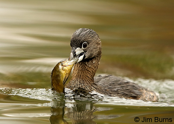 Pied-billed Grebe with Sunfish #2