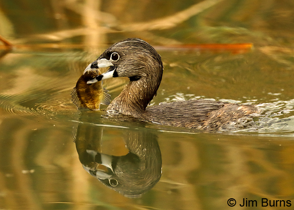 Pied-billed Grebe with Sunfish