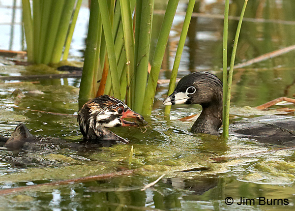 Pied-billed Grebes, Crayfish for lunch