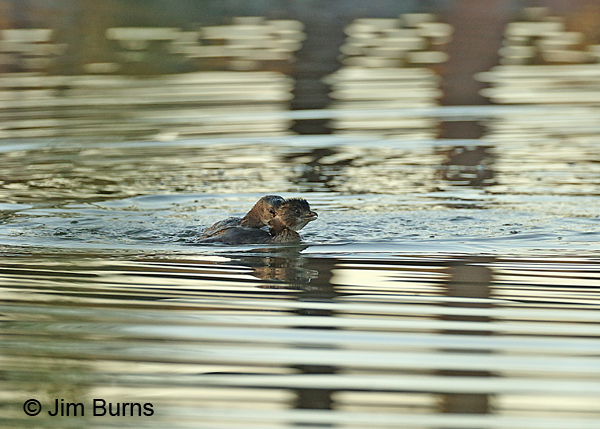 Pied-billed Grebes fighting
