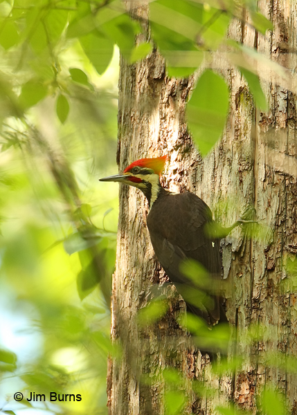 Pileated Woodpecker