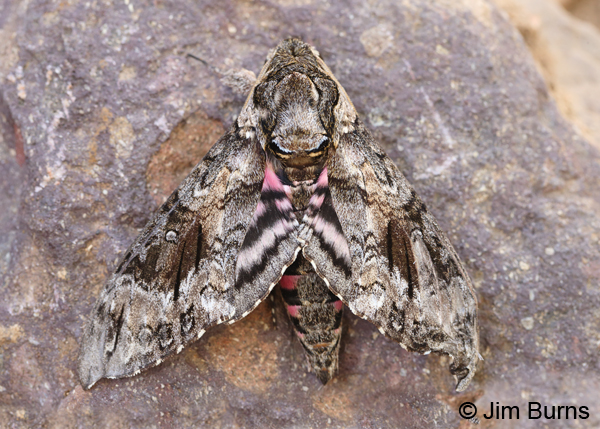 Pink-spotted Hawk Moth #2 hindwings, Arizona