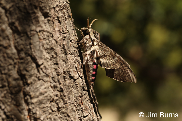 Pink-spotted Hawk Moth abdomen, Arizona