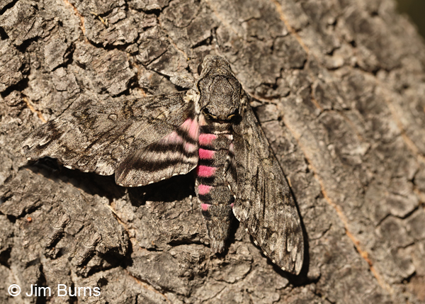 Pink-spotted Hawk Moth pink spots, Arizona