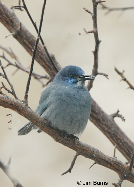 Pinyon Jay with berry