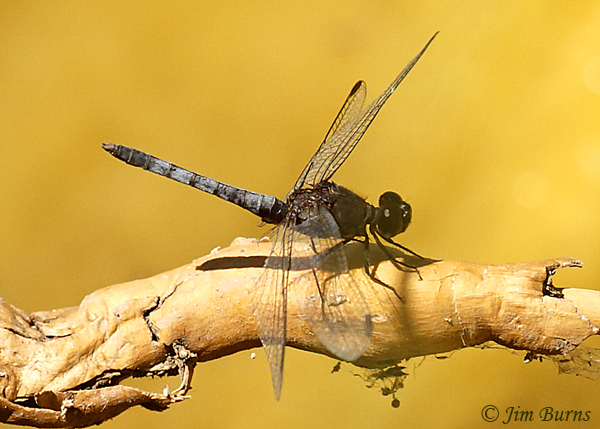 Plateau Dragonlet male, Maricopa Co., AZ, May 2019--3937