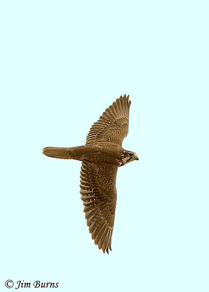 Prairie Falcon in flight, top shot--6901