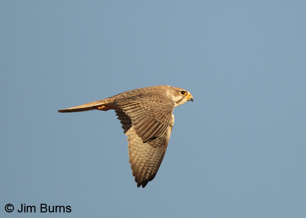 Prairie Falcon adult in flight, dorsal view