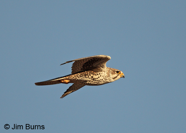 Prairie Falcon adult in flight, ventral view